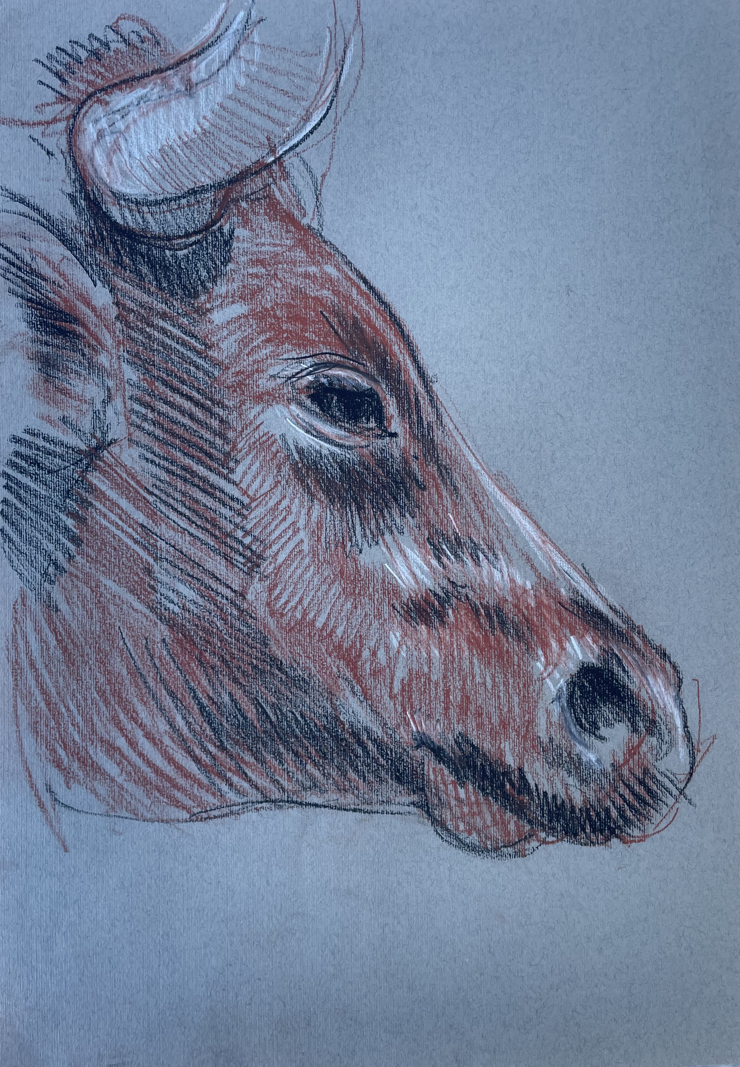 Head of a Ramo Grande bull