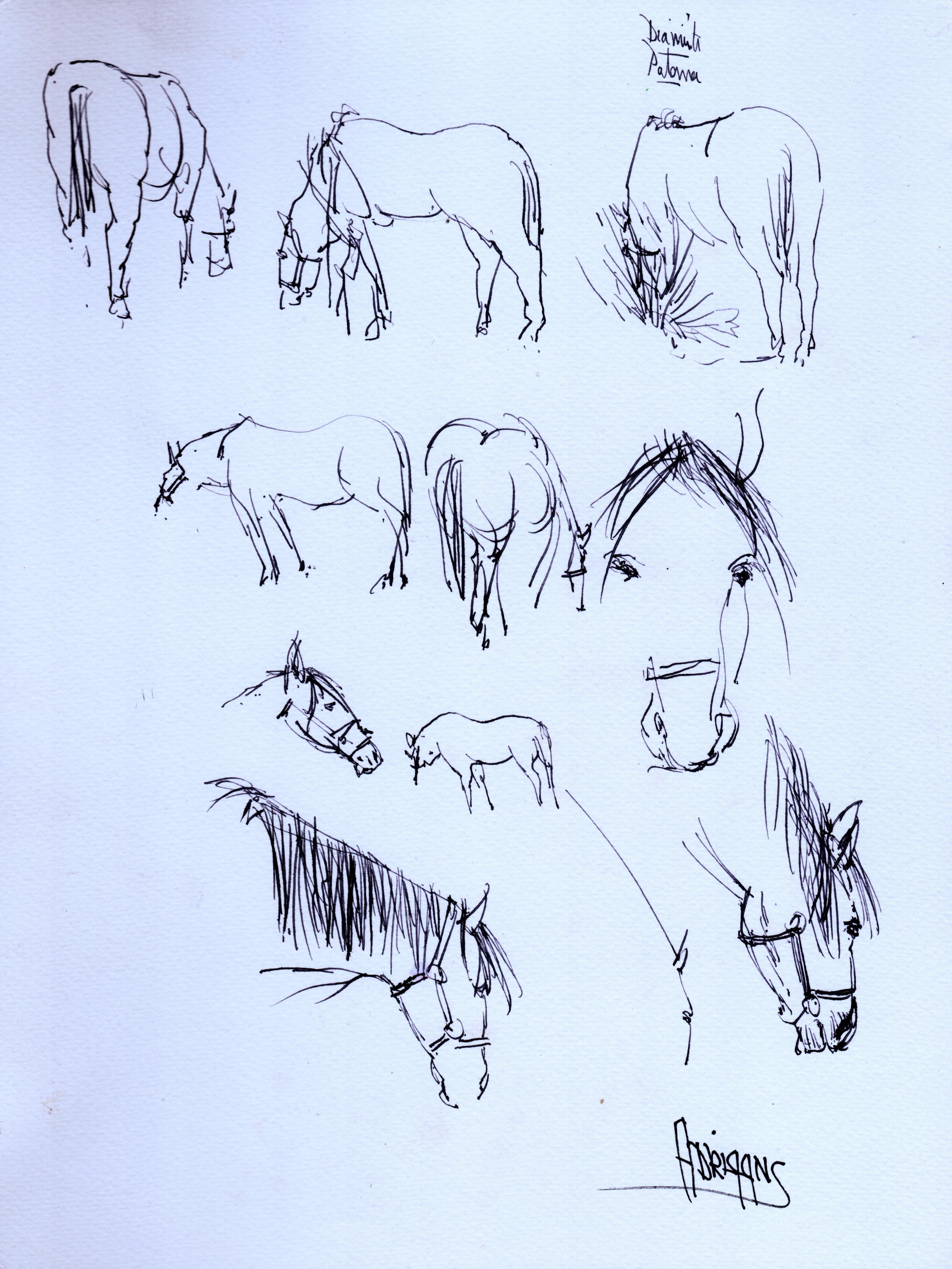 Study of Horses