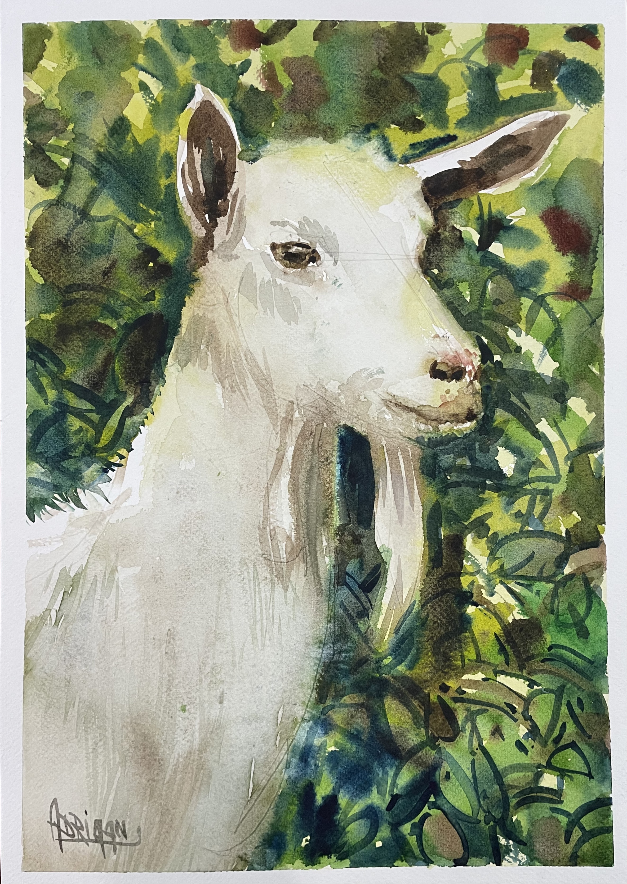 Study of Goat