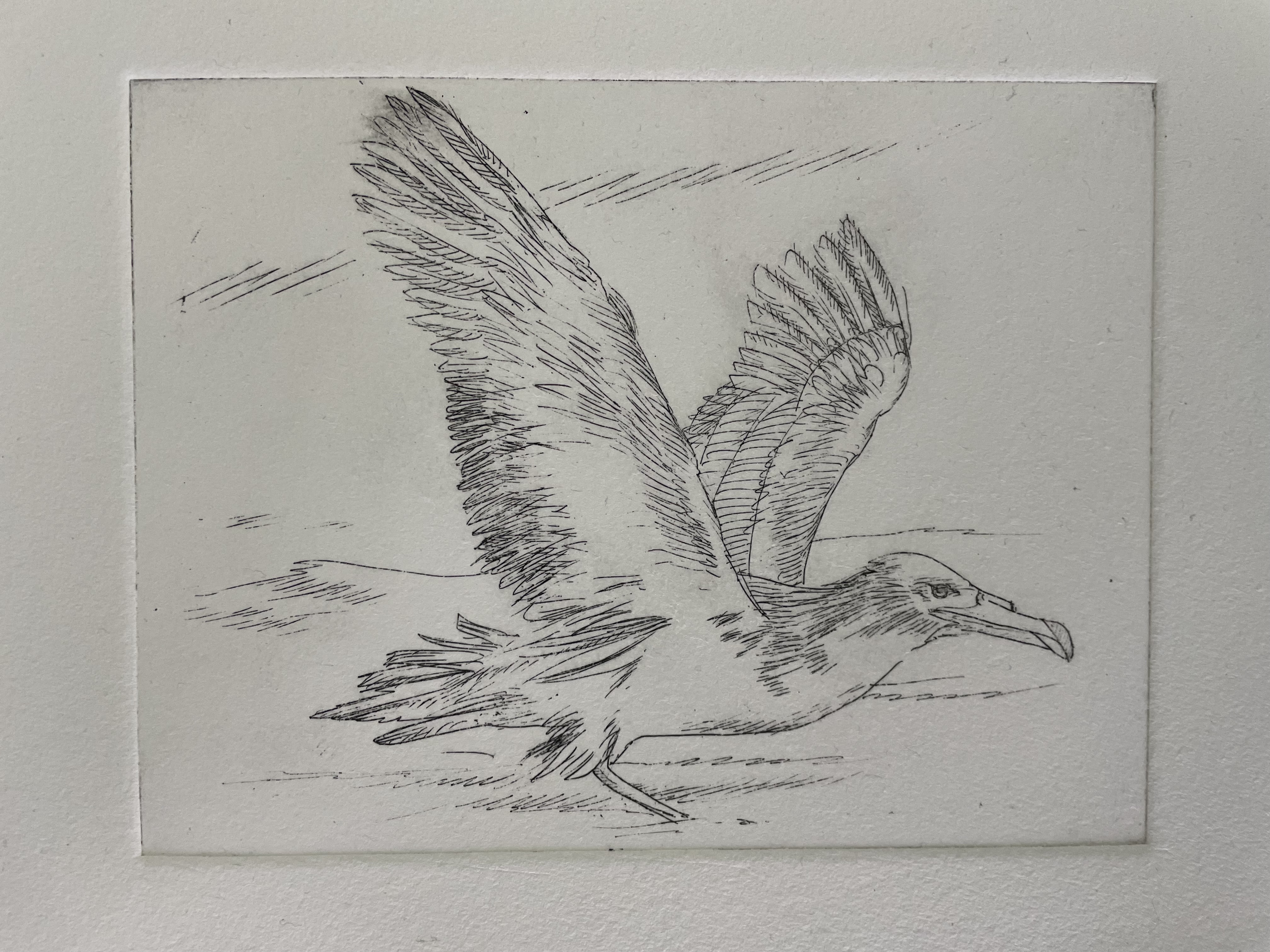 Cagarro landing on the waves