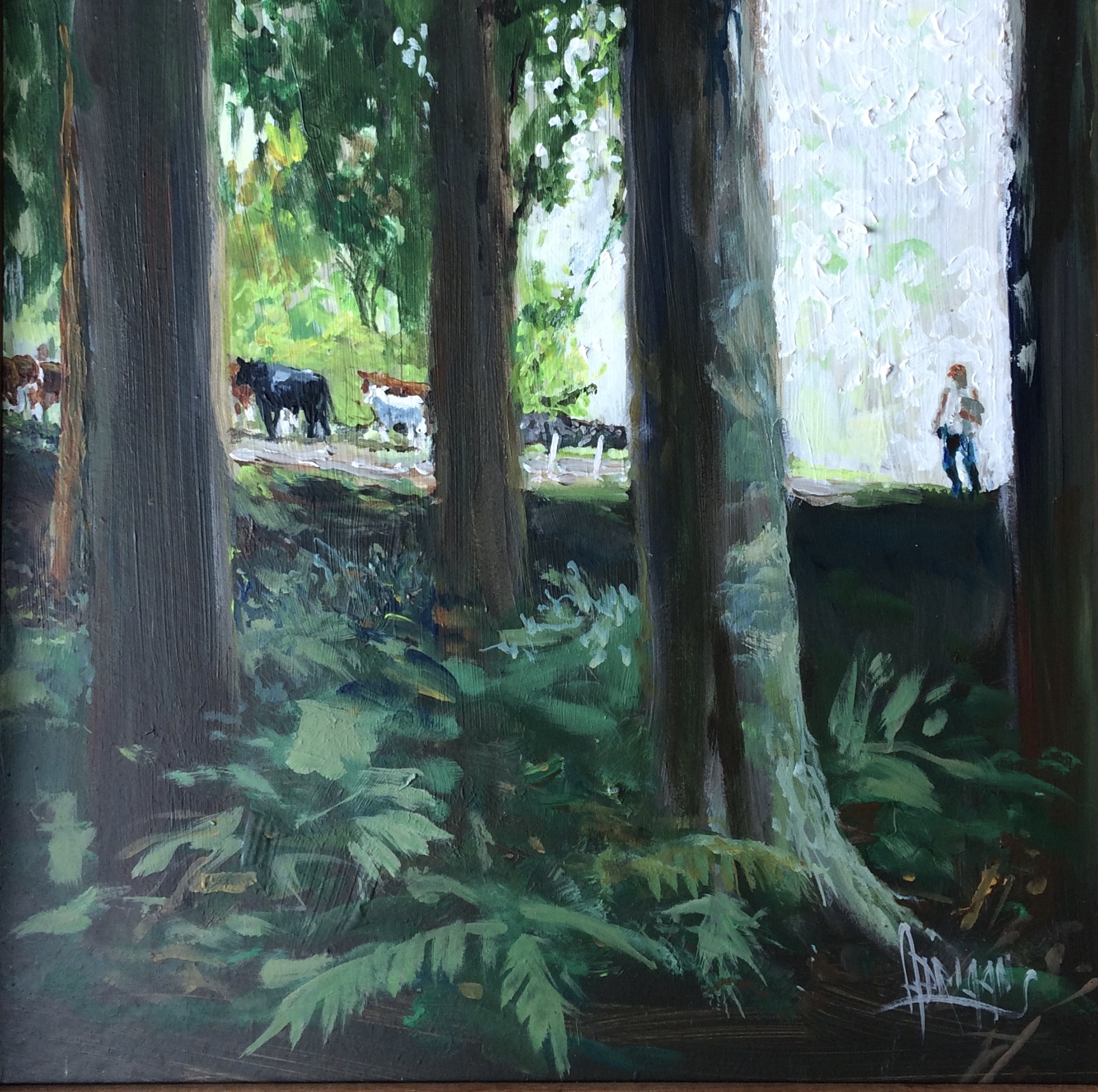 Cattle driven through Sete Fontes